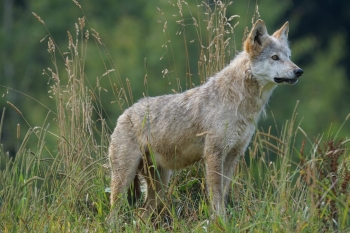 Naley zmieni status ochrony wilka - wniosek Zarzdu KRIR