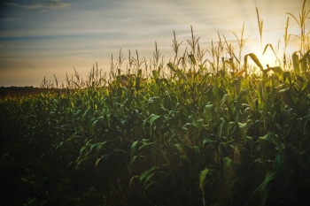 Dramatycznie niskie ceny za kukurydz