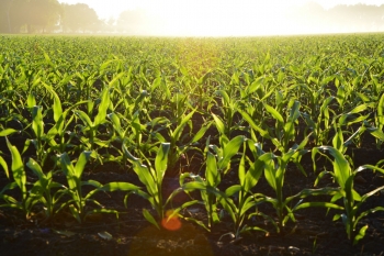 Pomoc finansowa dla producenta rolnego, ktry w 2022 r. lub 2023 r. co najmniej raz nie otrzyma zapaty za sprzedan kukurydz