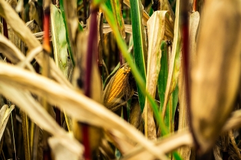 Dopaty do mokrej kukurydzy – mona ju pobra wniosek o pomoc
