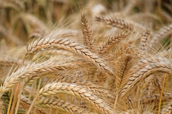 Odpowied MRiRW w sprawie wprowadzenia zakazu importu pszenicy z Federacji Rosyjskiej