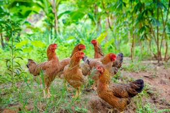 KRIR w sprawie kontroli stad drobiu w okresie zagroenia ptasi gryp