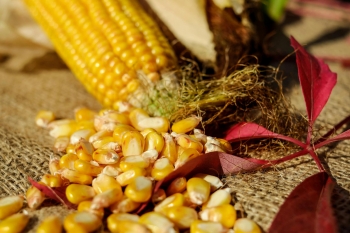 Dopaty do kukurydzy – wnioski do 29 lutego, biura powiatowe czynne duej