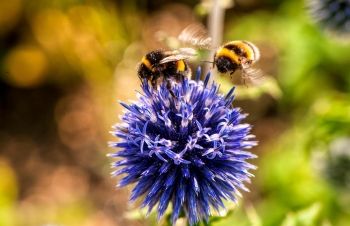 Wsparcie do przezimowanych rodzin pszczelich – nabr trwa