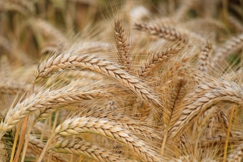 Wniosek Zarządu KRIR o zablokowanie importu zbóż - wyjaśnienia resortu rolnictwa