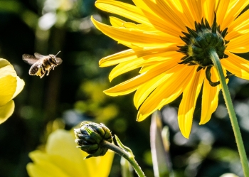 Rusza pomoc do przezimowych rodzin pszczelich – wsparcie wysze ni przed rokiem